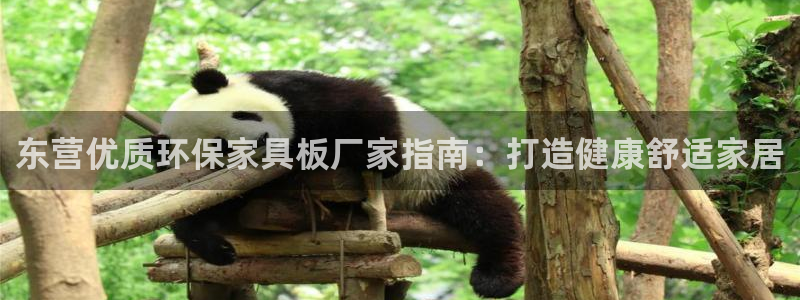 杏耀登录网页：东营优质环保家具板厂家指南：打造健康舒适家居